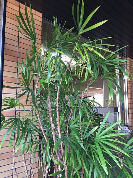 玄関の棕櫚竹
