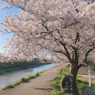 ご近所の伏見川沿いの桜です！