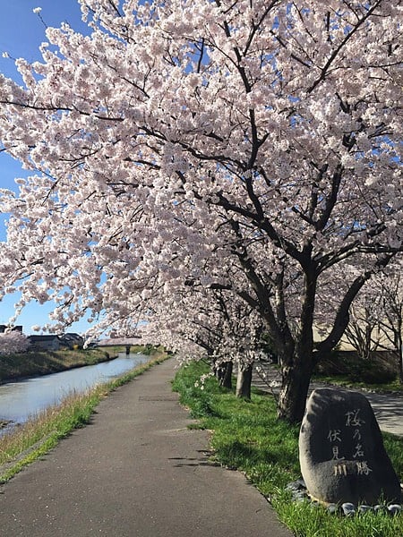 桜の名勝　伏見川