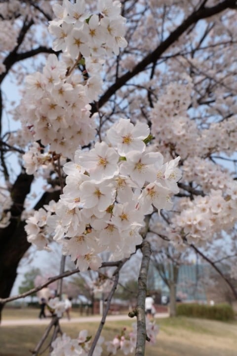 今年の桜も綺麗～