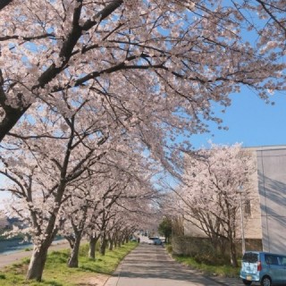 道路側は桜のトンネルになっています