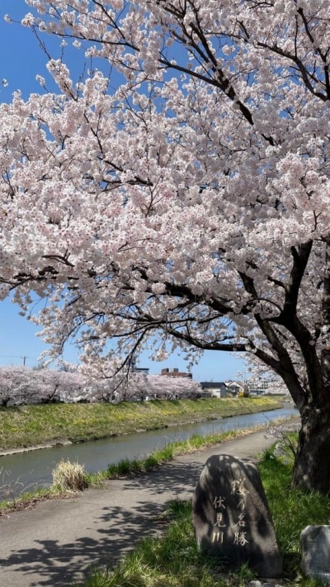 伏見川沿いの桜並木満開です☆